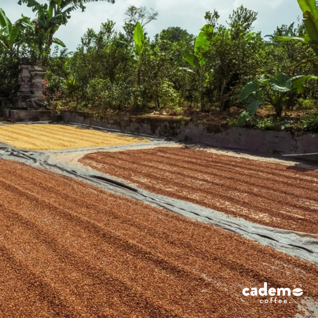 Sore Hari | Washed omni roast | Cademo Coffee | Single origin 250gr