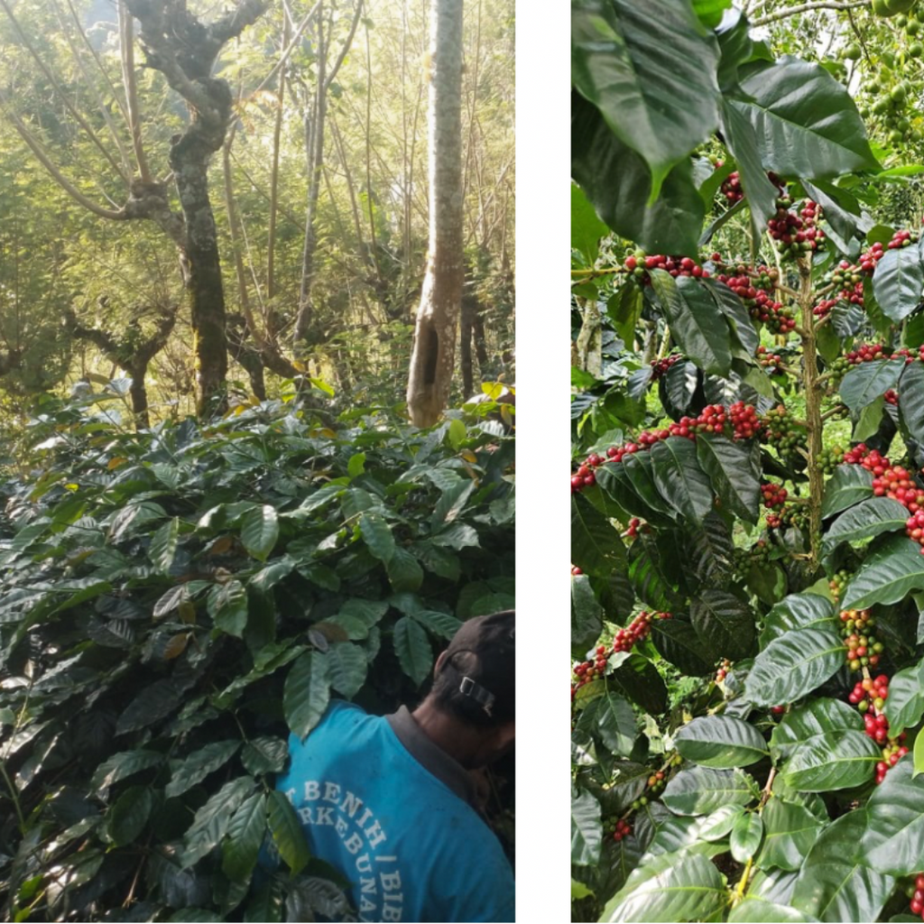 Santai di Teras | Bali natural omni roast | Cademo Coffee | Single origin 250gr