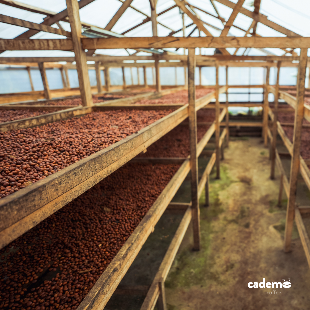 Oemah Madu | Honey natural omni roast | Cademo Coffee | Single origin 250gr